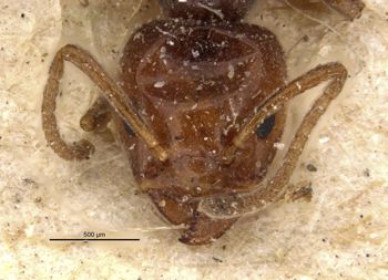 Media type: image;   Entomology 21342 Aspect: head frontal view